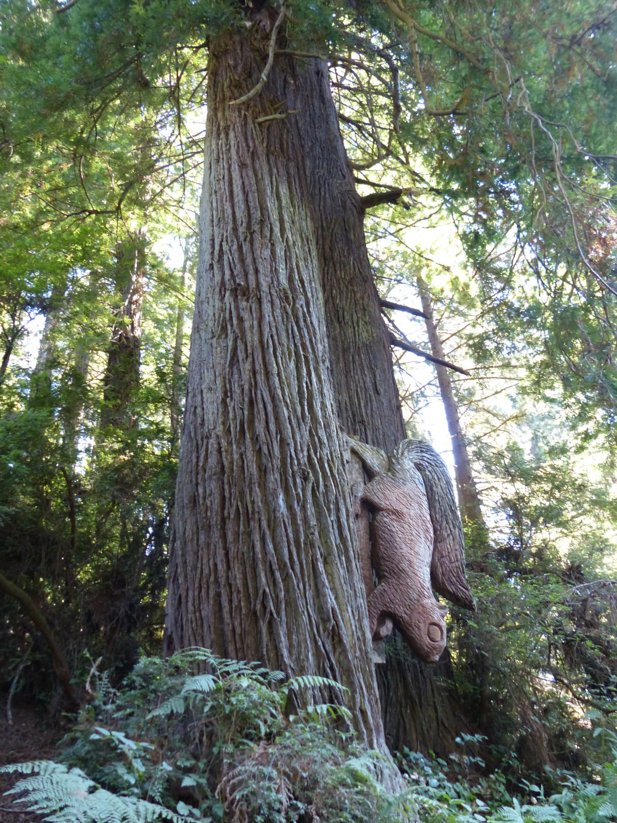 San Francisco To Redwood National Park Road Trip Family Road